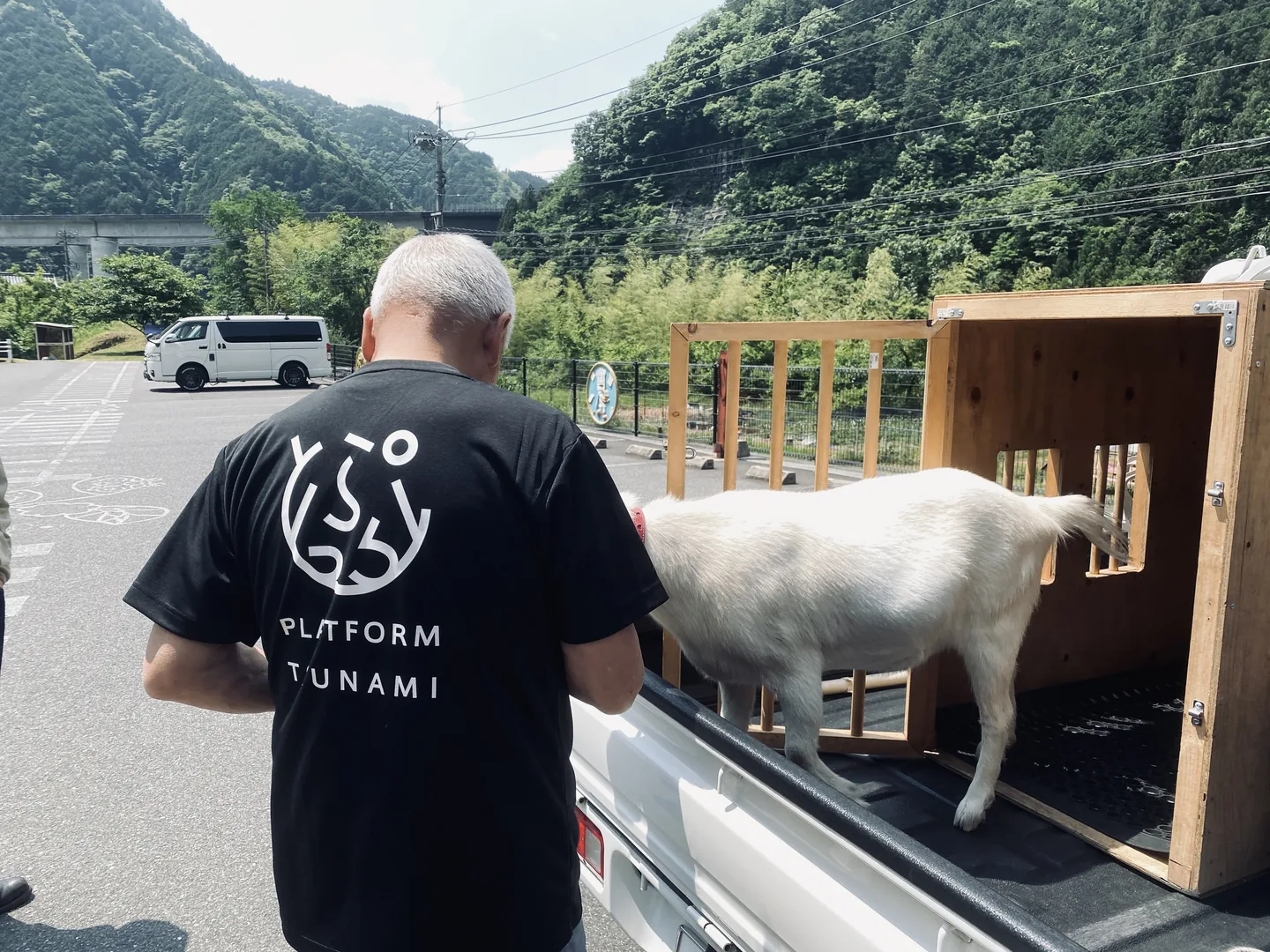 ロゴ入りTシャツのスタッフと、車の荷台にいるヤギ
