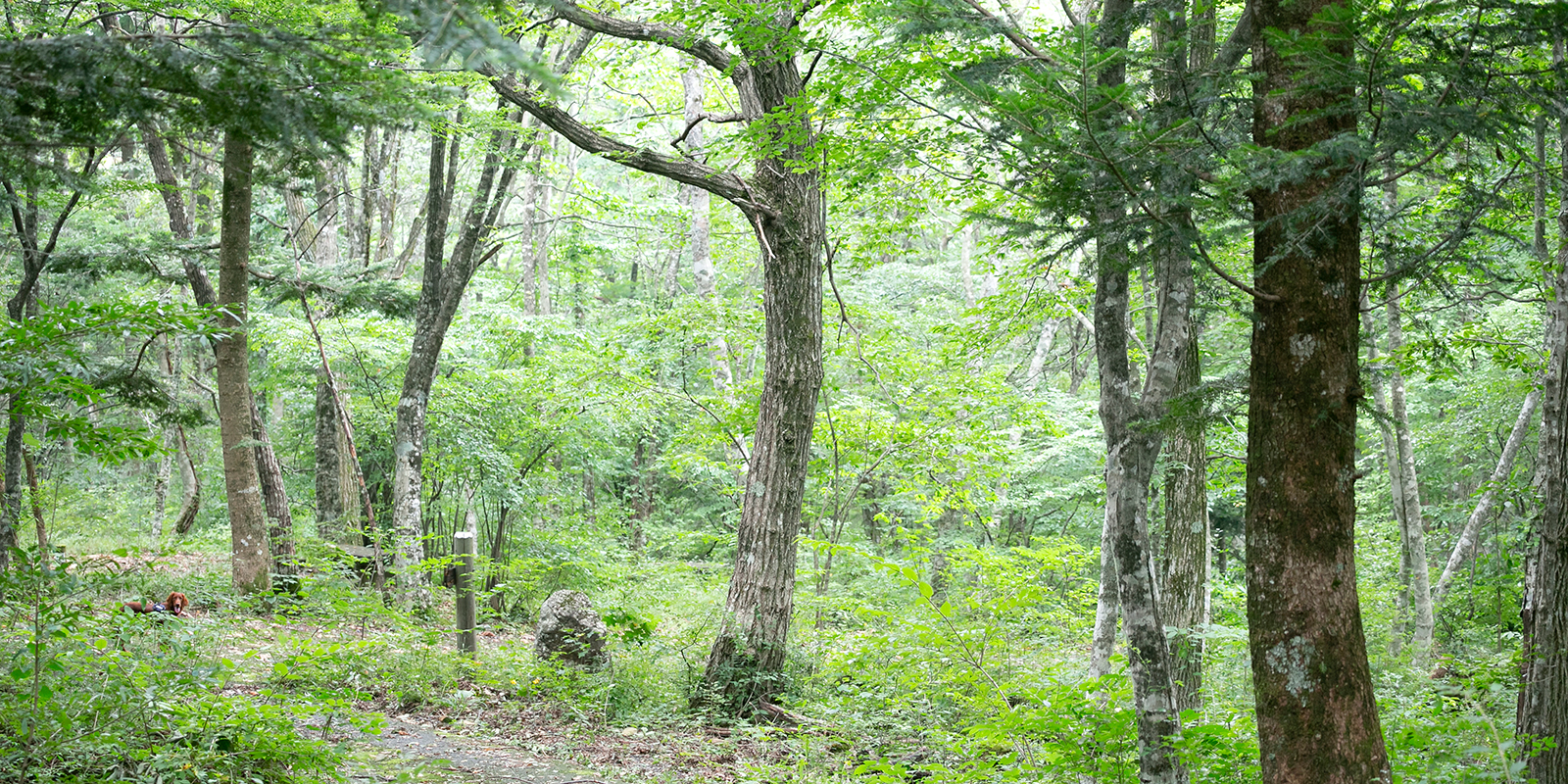 広島森林浴散歩もみの木森林公園01
